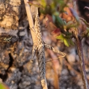 Keyacris scurra at Bungendore, NSW - 2 Oct 2024