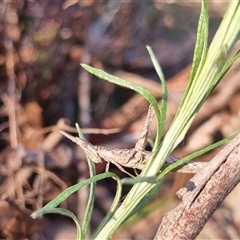 Keyacris scurra at Bungendore, NSW - suppressed