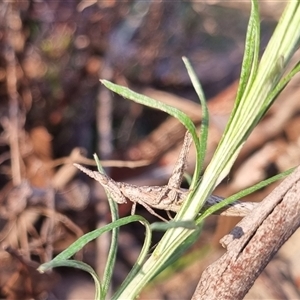 Keyacris scurra at Bungendore, NSW - 2 Oct 2024