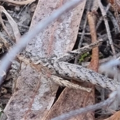 Keyacris scurra at Bungendore, NSW - suppressed