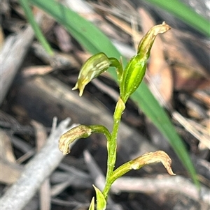 Unidentified Orchid at Katoomba, NSW by Clarel