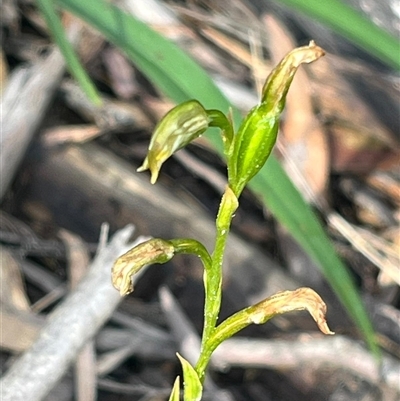 Unidentified Orchid at Katoomba, NSW - 28 Sep 2024 by Clarel