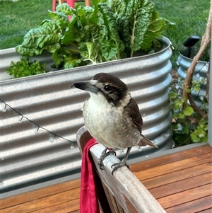 Cracticus torquatus at Hackett, ACT - 2 Oct 2024 05:22 PM