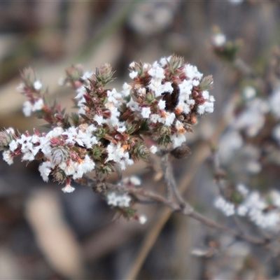 Styphelia attenuatus (Small-leaved Beard Heath) at Bruce, ACT - 30 Sep 2024 by Clarel