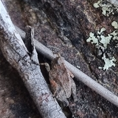 Tetrigidae (family) (Pygmy grasshopper) at Bungendore, NSW - 2 Oct 2024 by clarehoneydove