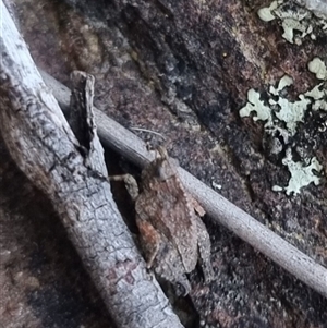 Tetrigidae (family) at Bungendore, NSW - 2 Oct 2024