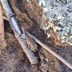 Tetrigidae (family) at Bungendore, NSW - suppressed