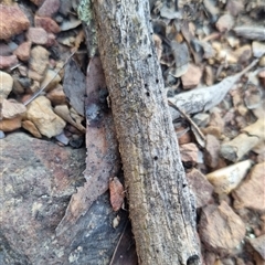 Tetrigidae (family) (Pygmy grasshopper) at Bungendore, NSW - 2 Oct 2024 by clarehoneydove