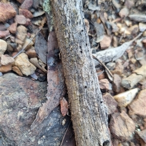 Tetrigidae (family) at Bungendore, NSW - 2 Oct 2024