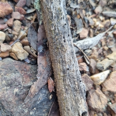 Tetrigidae (family) (Pygmy grasshopper) at Bungendore, NSW - 2 Oct 2024 by clarehoneydove