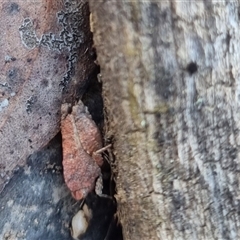 Tetrigidae (family) at Bungendore, NSW - 2 Oct 2024