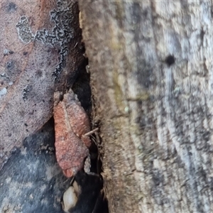 Tetrigidae (family) at Bungendore, NSW - 2 Oct 2024