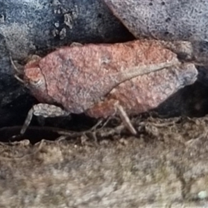 Tetrigidae (family) at Bungendore, NSW - suppressed