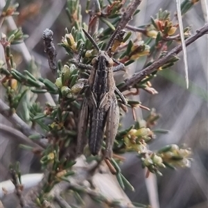 Genus novum 18 sp. 1 (Undescribed) at Bungendore, NSW - 2 Oct 2024