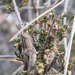 Genus novum 18 sp. 1 (Undescribed) at Bungendore, NSW - suppressed