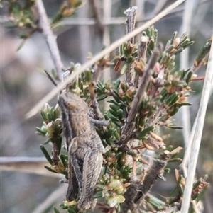 Genus novum 18 sp. 1 (Undescribed) at Bungendore, NSW - 2 Oct 2024