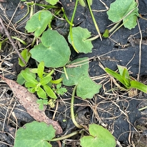 Centella asiatica at Windellama, NSW - 2 Oct 2024