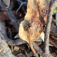 Maratus calcitrans (Kicking peacock spider) at Bungendore, NSW - 2 Oct 2024 by clarehoneydove