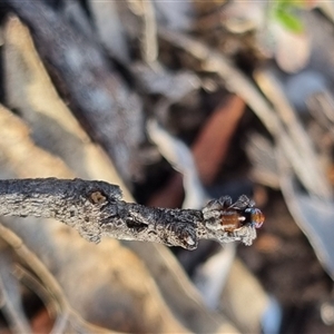 Maratus calcitrans at Bungendore, NSW - suppressed