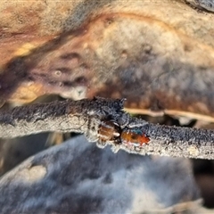 Maratus calcitrans at Bungendore, NSW - suppressed