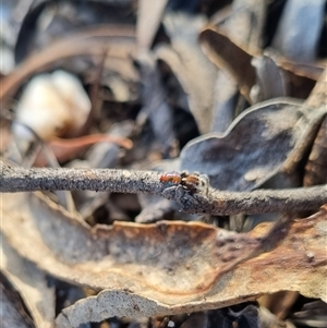 Maratus calcitrans at Bungendore, NSW - suppressed