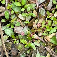 Elatine gratioloides (Waterwort) at Windellama, NSW - 2 Oct 2024 by JaneR