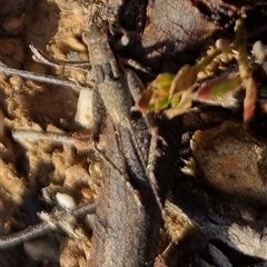 Eurepa marginipennis at Bungendore, NSW - suppressed