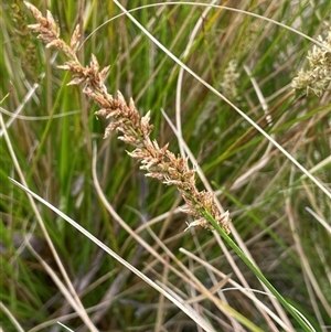 Carex appressa at Windellama, NSW - 2 Oct 2024