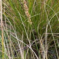 Carex appressa at Windellama, NSW - 2 Oct 2024