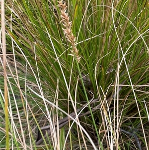 Carex appressa at Windellama, NSW - 2 Oct 2024 01:15 PM