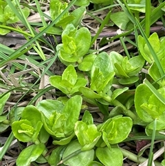 Gratiola peruviana (Australian Brooklime) at Windellama, NSW - 2 Oct 2024 by JaneR