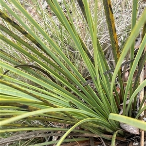 Xanthorrhoea concava at Windellama, NSW - suppressed