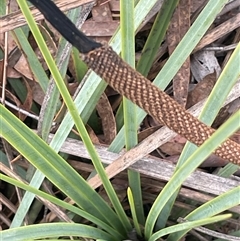 Xanthorrhoea concava at Windellama, NSW - suppressed