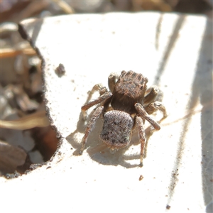 Maratus vespertilio at Higgins, ACT - suppressed