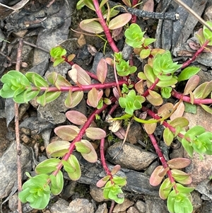 Lythrum hyssopifolia at Windellama, NSW - 2 Oct 2024 01:00 PM