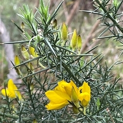 Ulex europaeus (Gorse) at Windellama, NSW - 2 Oct 2024 by JaneR