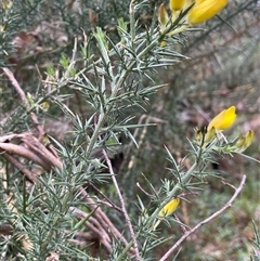 Ulex europaeus at Windellama, NSW - 2 Oct 2024 01:23 PM