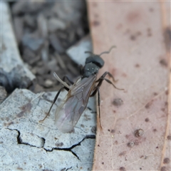 Chalcidoidea (superfamily) at Higgins, ACT - 29 Sep 2024 by MichaelWenke