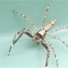 Helpis minitabunda (Threatening jumping spider) at Belconnen, ACT - 2 Oct 2024 by JohnGiacon