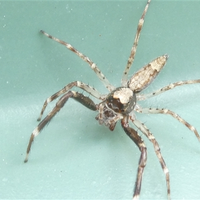 Helpis minitabunda (Threatening jumping spider) at Belconnen, ACT - 2 Oct 2024 by JohnGiacon