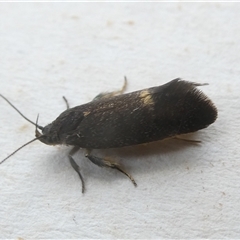 Leistomorpha brontoscopa (A concealer moth) at Belconnen, ACT - 2 Oct 2024 by JohnGiacon