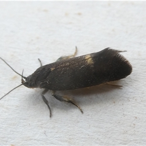 Leistomorpha brontoscopa at Belconnen, ACT - 2 Oct 2024 09:49 AM