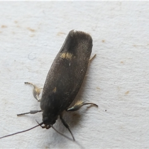 Leistomorpha brontoscopa at Belconnen, ACT - 2 Oct 2024