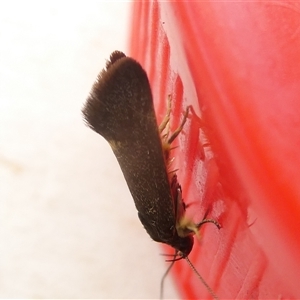 Leistomorpha brontoscopa at Belconnen, ACT - 2 Oct 2024