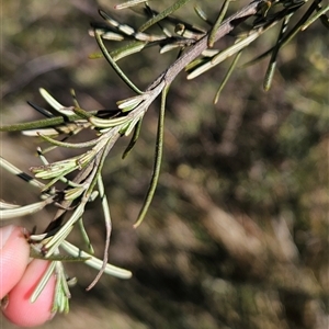 Ozothamnus thyrsoideus at Cotter River, ACT - 1 Oct 2024