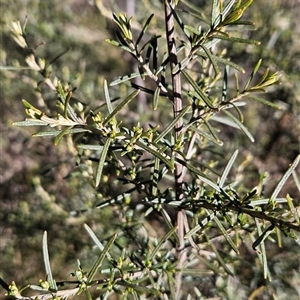 Ozothamnus thyrsoideus at Cotter River, ACT - 1 Oct 2024 02:22 PM