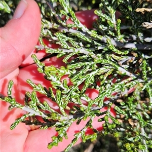 Ozothamnus cupressoides at Cotter River, ACT - 1 Oct 2024