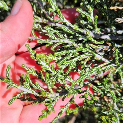 Ozothamnus cupressoides (Kerosine Bush) at Cotter River, ACT - 1 Oct 2024 by BethanyDunne