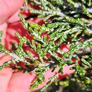 Ozothamnus cupressoides at Cotter River, ACT - 1 Oct 2024