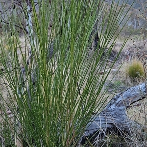 Cytisus scoparius subsp. scoparius at Cotter River, ACT - 1 Oct 2024 05:49 PM